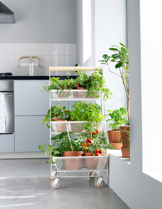 Decora tu cocina con plantas aromáticas