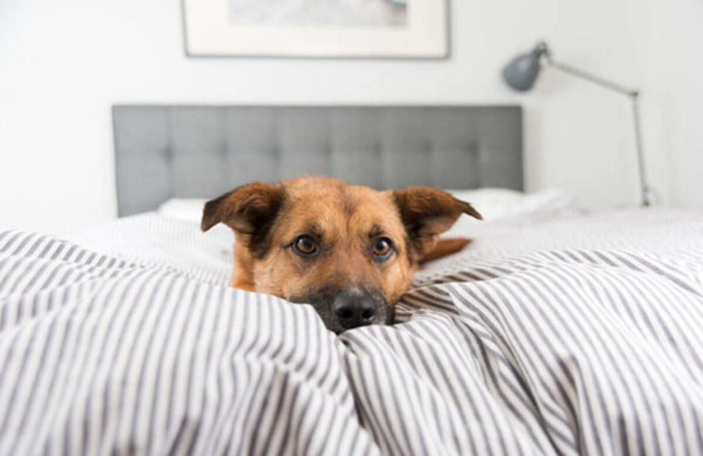 ¿Puede dormir tu perro en la cama?